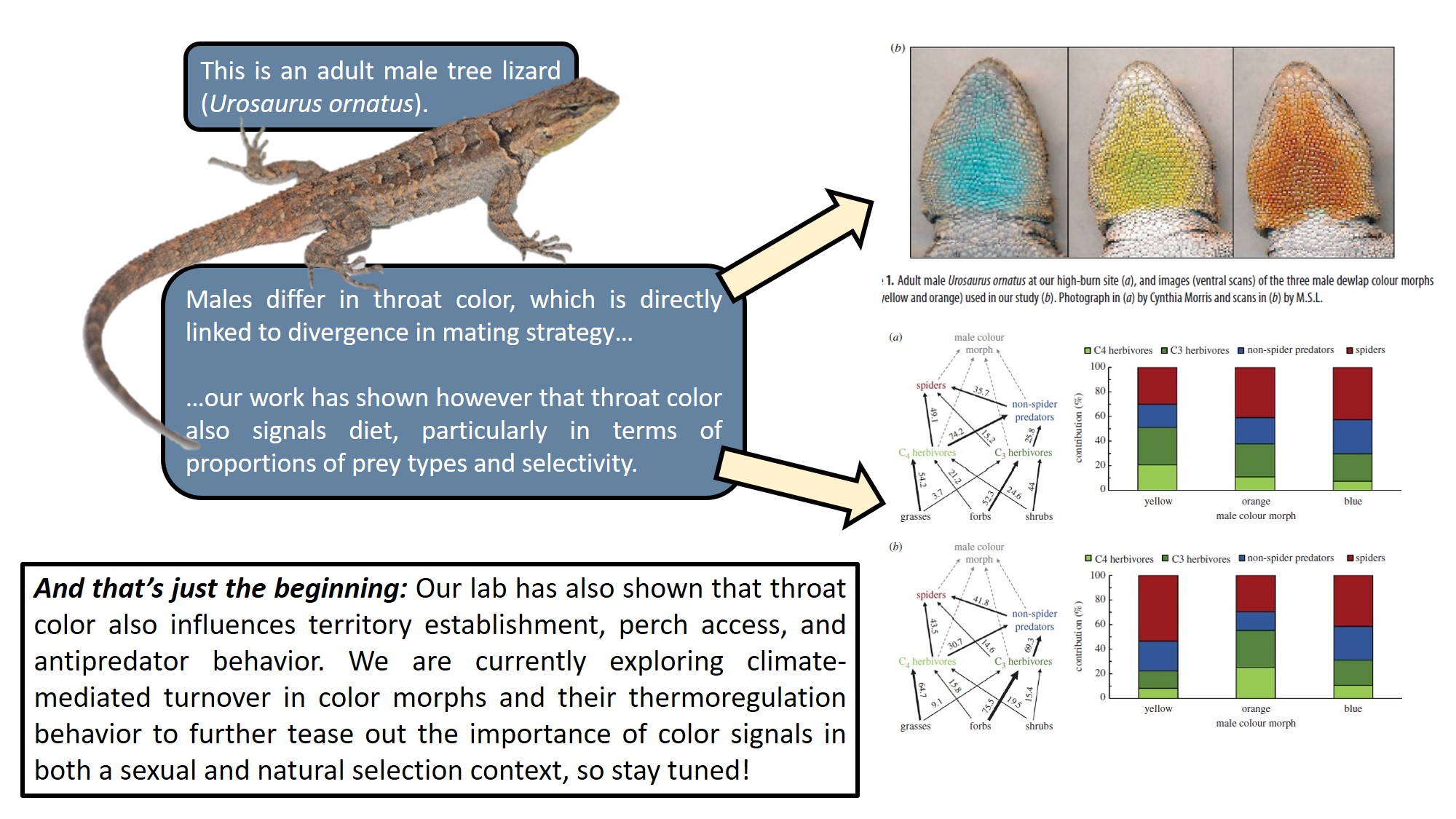 Color polymorphism